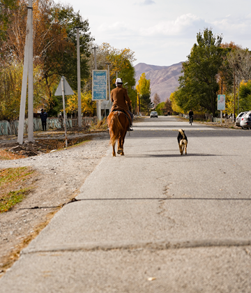 Man Horse Dog Street Behind